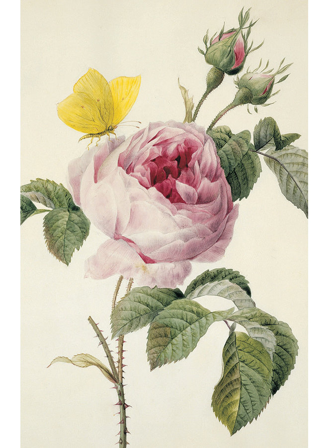 Pack de 10 cartes de notes Roses