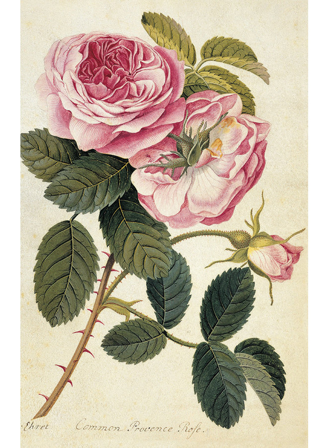 Pack de 10 cartes de notes Roses