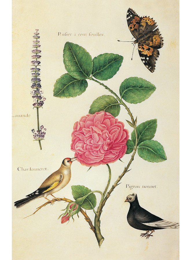 Pack de 10 cartes de notes Roses