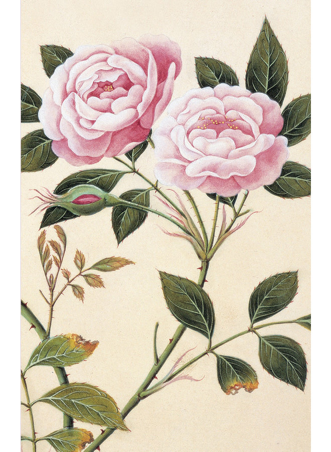 Pack de 10 cartes de notes Roses