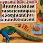 Peacock on Floral Boarder Libro de horas 1490 Tarjeta