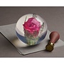 Rose rouge, véritable fleur, presse-papier 12