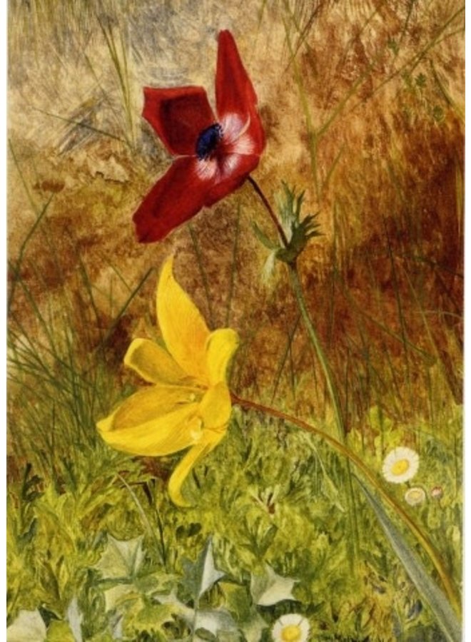 Wild Anenome & Tulips by Henry R Newman 140x 180mm card