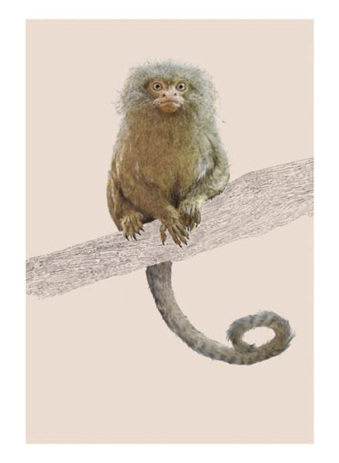 Pigmy Marmoset Natural History Card av Ben Rothery