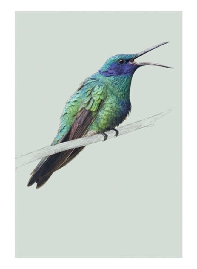 Carte d'histoire naturelle des oiseaux Violetear par Ben Rothery