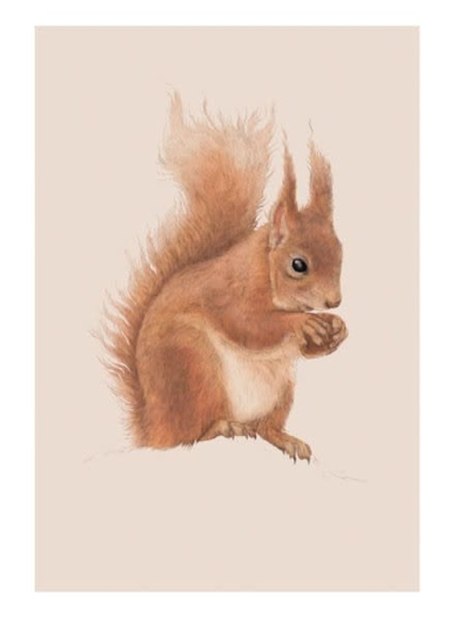 Red Squirrel  Natural History Card by Ben Rothery