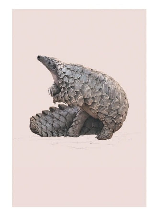 Pangolin Natural History Card von Ben Rothery