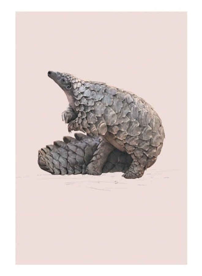 Pangolin  Natural History Card by Ben Rothery