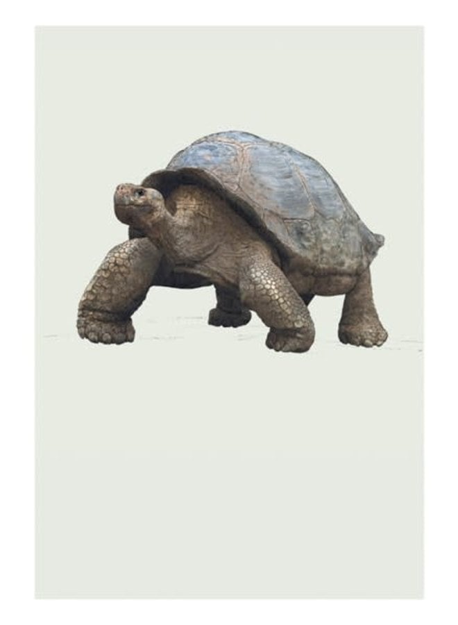 Galapagos Giant Rortoise Natural History Card av Ben Rothery