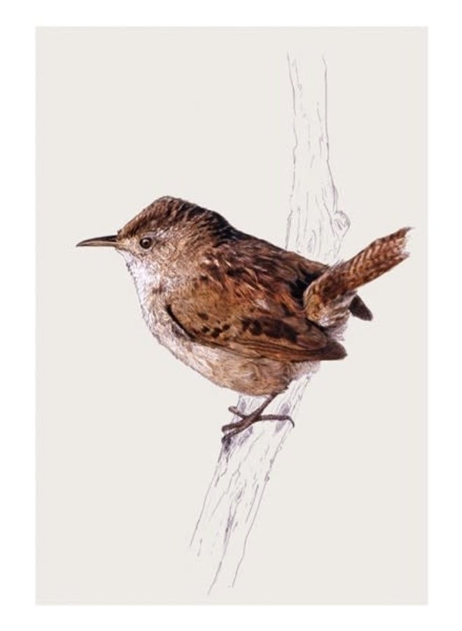 Wren Natural History Card by Ben Rothery