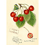 Cherry Vintage Card