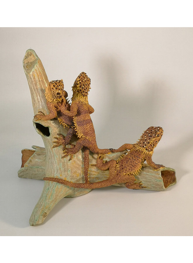 Trio of Bearded Dragon Lizards on Root 30