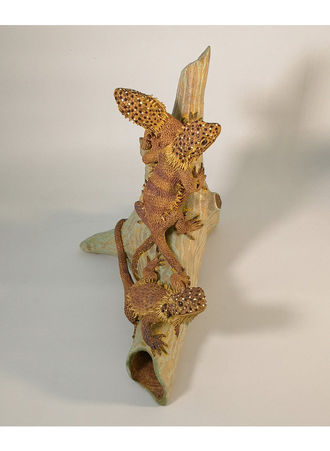 Trio of Bearded Dragon Lizards on Root 30