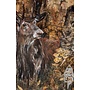 Autumn Stag Giclee print 16