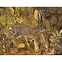 Hare in the Wheatfields Giclee print 14