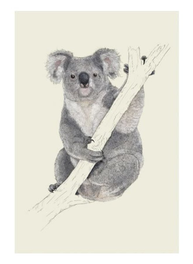 Tarjeta de historia natural Koala de Ben Rothery