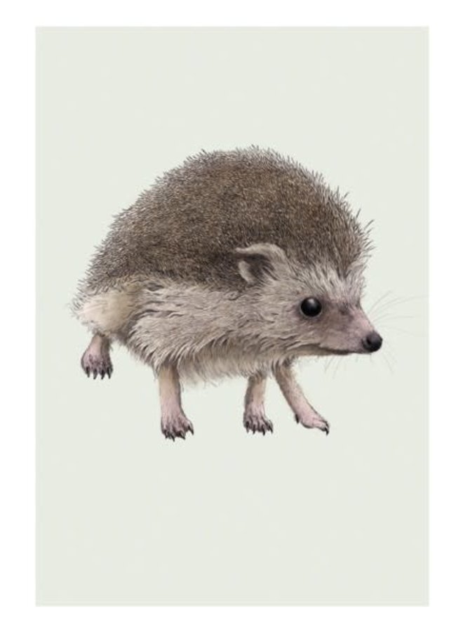 Hedgehog Natural History Card by Ben Rothery