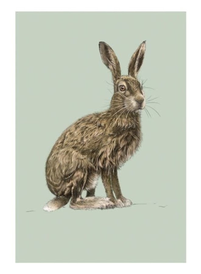 Hare Natural History Card by Ben Rothery