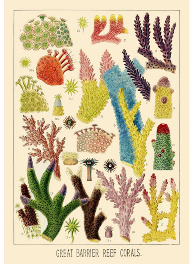 Great Barrier Reef Coral No:1  Card