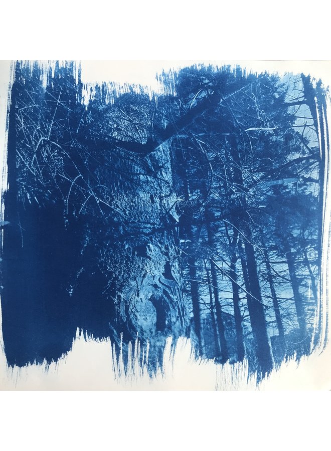 Boarders' Pines, Woodland Fragment 03