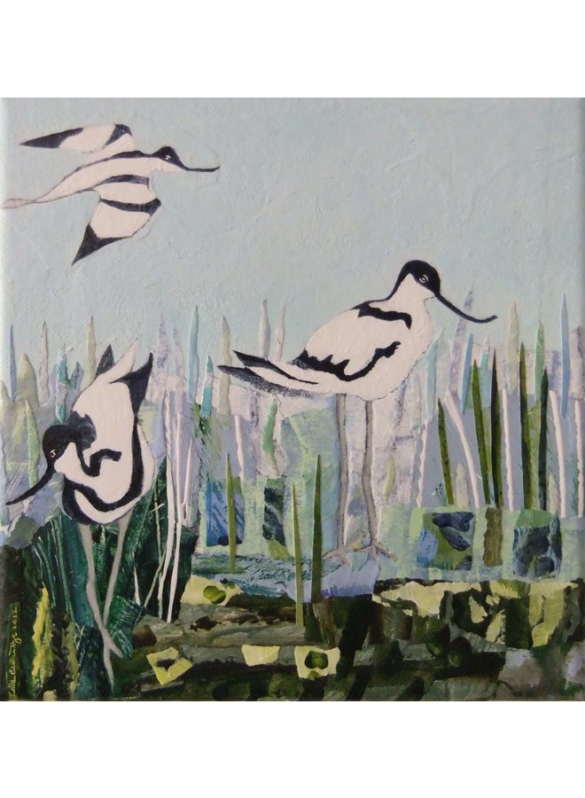 Avocets at Dawn  027