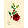 Pomegranate Christmas card