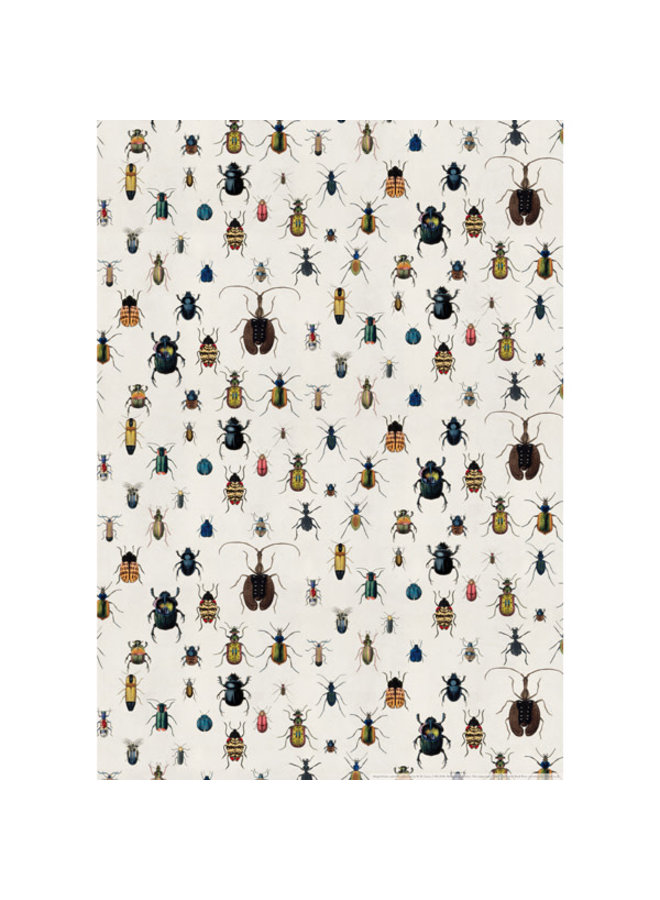 Bugs Poster and Wrapping paper