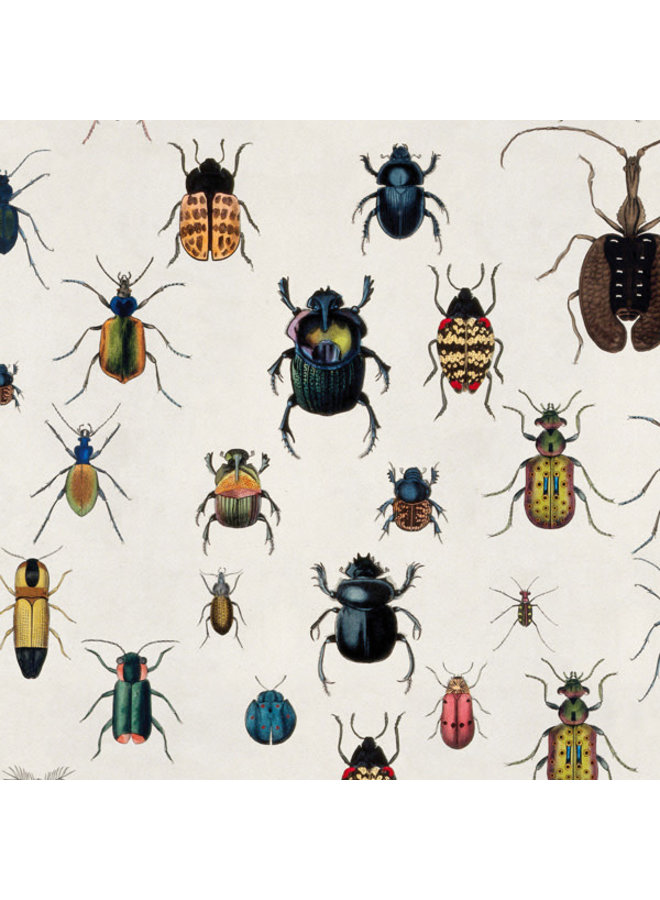 Póster de insectos y papel de regalo