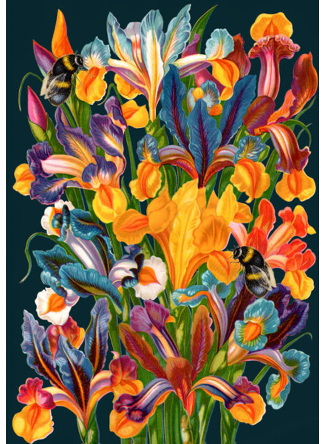 Midnight Iris Card