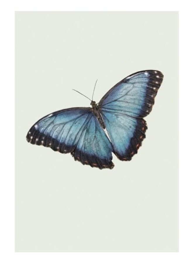 Carte d'histoire naturelle des papillons par Ben Rothery