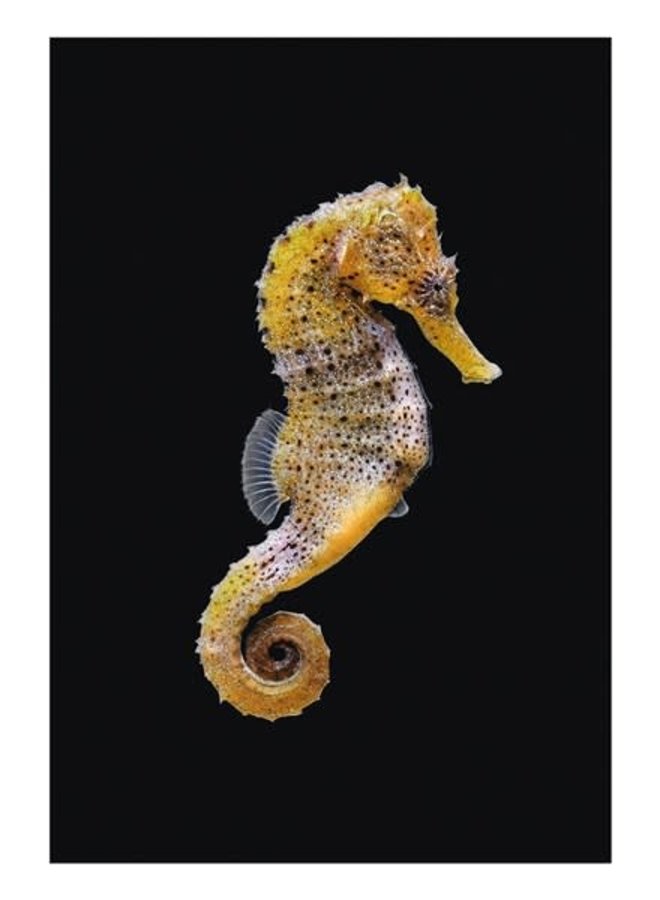 Sea Horse Natural History Card av Ben Rothery