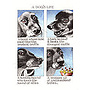 A Dog's Life large card 849
