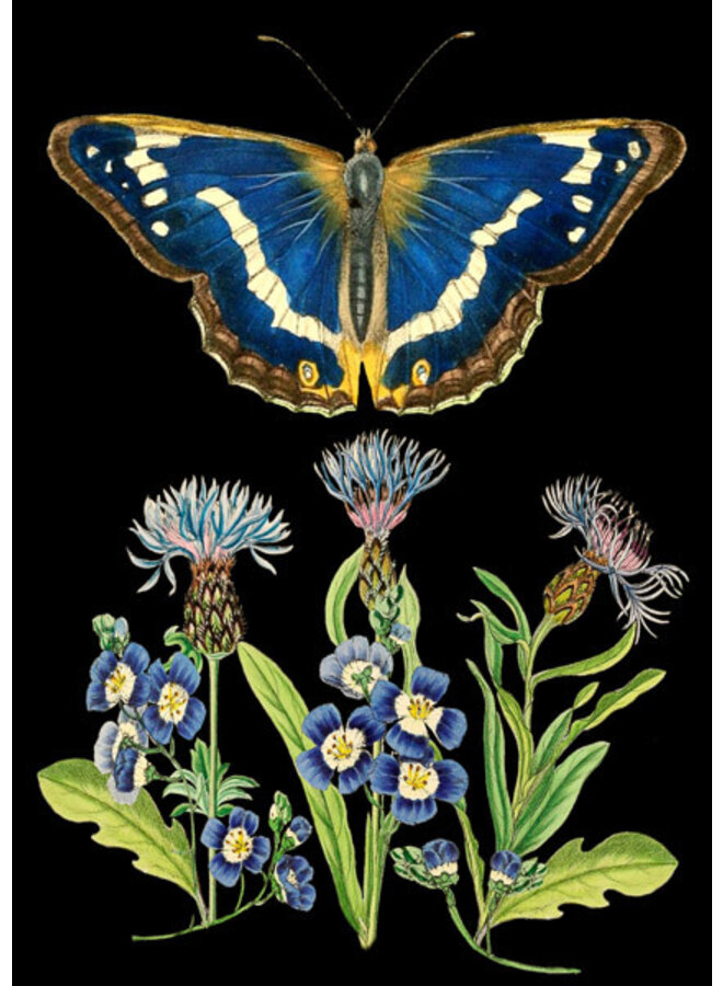 Blue Butterfly card