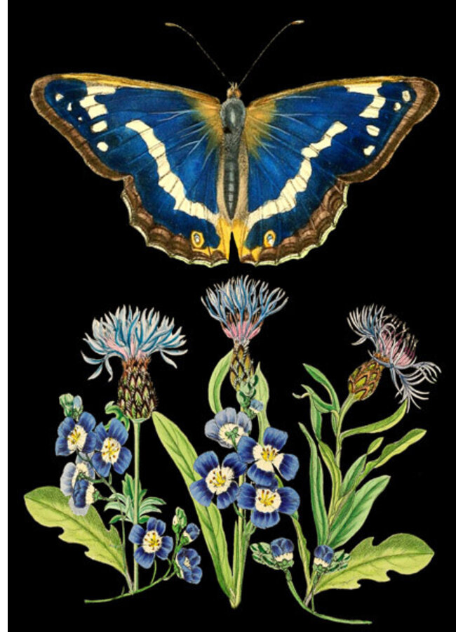 Tarjeta de mariposa azul