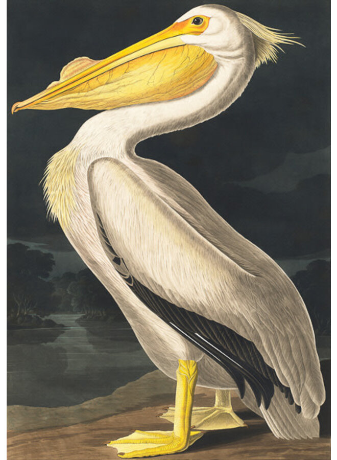 Карточка американского белого пеликана