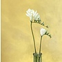 Freesia on a Yellow Ground