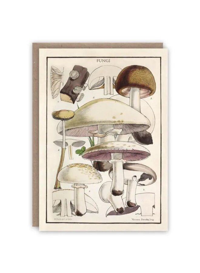 Fungi Pattern Book Card