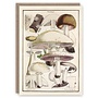 Fungi Pattern Book Card
