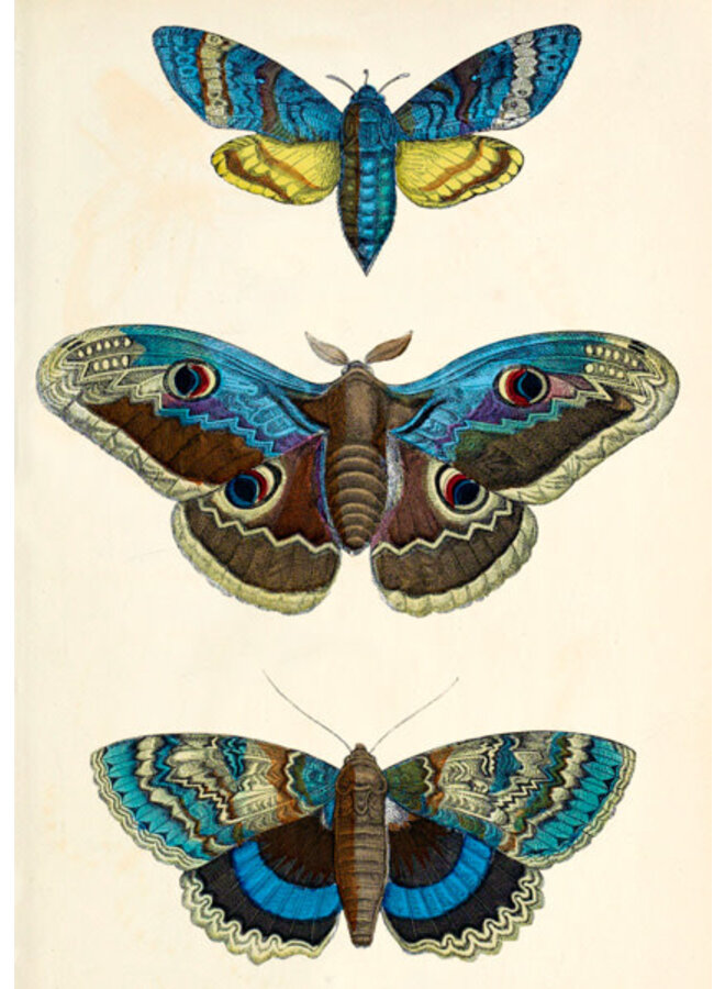 Three Blue Moths  Card