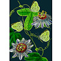Carte Fleur de la Passion de Minuit