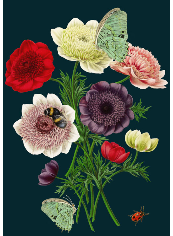 Anemones Card