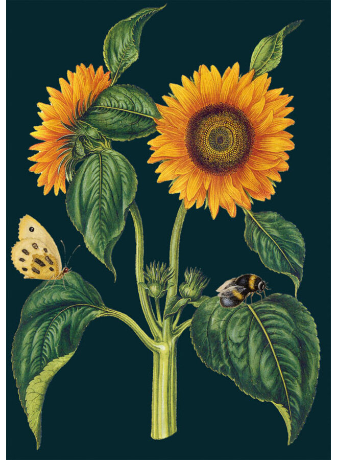 Sunflower  Card