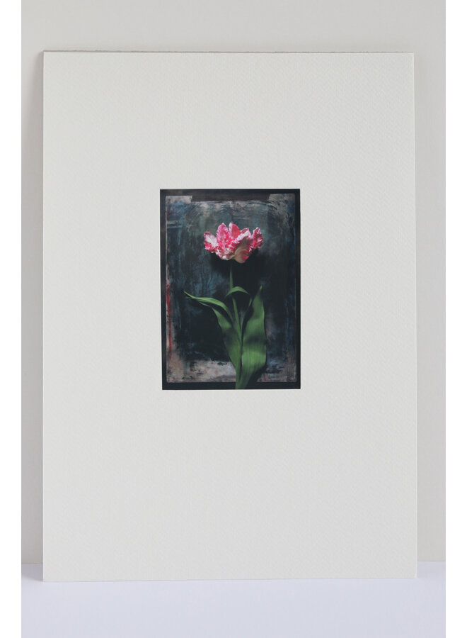 Impresión fotográfica giclée Cabeza de tulipán rosa n.º 6 14