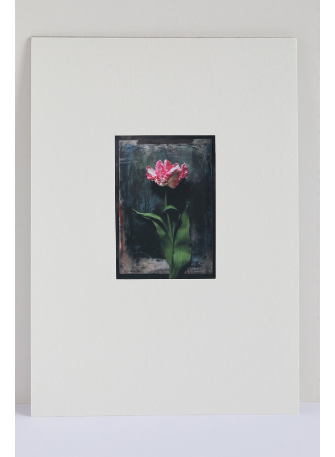 Impresión fotográfica giclée Cabeza de tulipán rosa n.º 6 14