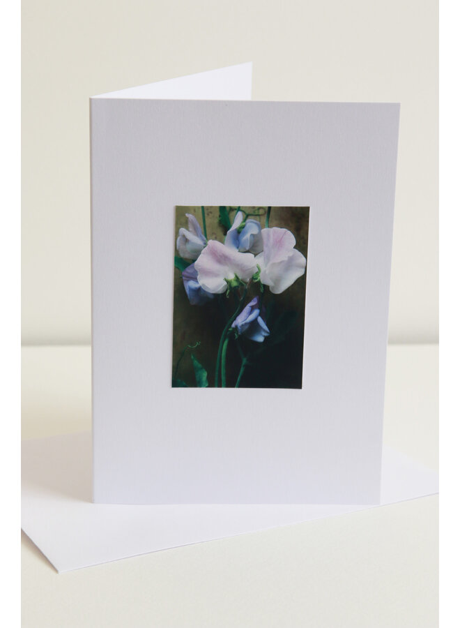Carte d'art photo fleurs violettes / roses de pois de senteur 10