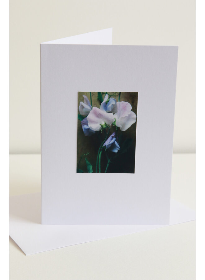 Söta ärter lila/rosa blommor fotokonstkort 10