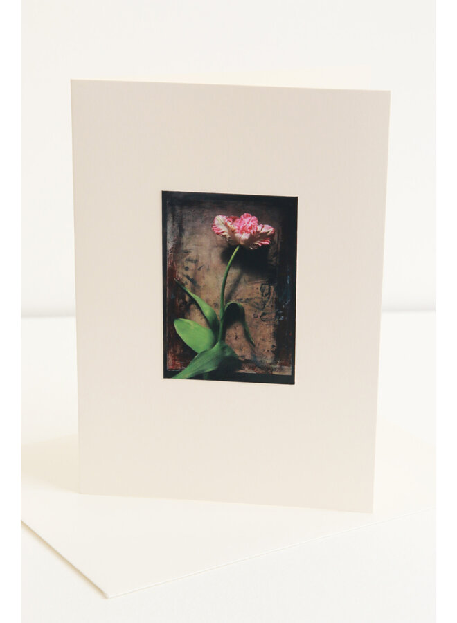 Rosa Tulpe mit grünem Stiel Fotokunstkarte 06