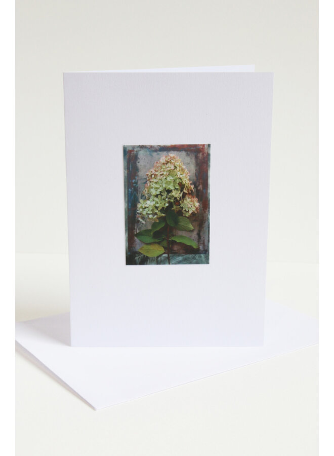 Green / Pink Large  Hydrangea Photo Art Card 03