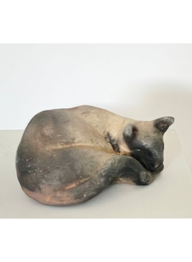 Slummande Siamese Cat