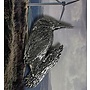 Copy of Wild Boar's pewter pin brooch 48